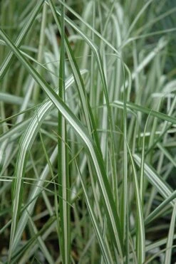 Avalanche Feather Reed Grass (Calamagrostis) - 3 Gallon Pot -Garden Plant Seeds calamagrostis x acutiflora avalanche feather reed grass 6