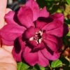 Hartlage Wine Sweetshrub (Calycanthus Raulstonii) - 3 Gallon Pot -Garden Plant Seeds calycanthus raulstonii hartlage wine sweetshrub 1
