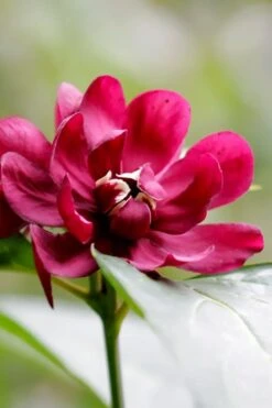 Hartlage Wine Sweetshrub (Calycanthus Raulstonii) - 3 Gallon Pot -Garden Plant Seeds calycanthus raulstonii hartlage wine sweetshrub 2