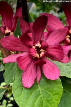 Hartlage Wine Sweetshrub (Calycanthus Raulstonii) - 3 Gallon Pot -Garden Plant Seeds calycanthus raulstonii hartlage wine sweetshrub 4