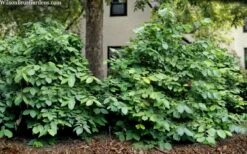 Hartlage Wine Sweetshrub (Calycanthus Raulstonii) - 3 Gallon Pot -Garden Plant Seeds calycanthus raulstonii hartlage wine sweetshrub 5
