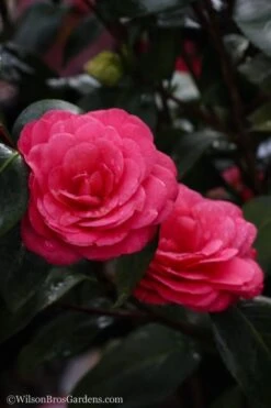 April Dawn Cold Hardy Camellia Japonica - 1 Gallon Pot 12 April Dawn Cold Hardy Camellia Japonica - 1 Gallon Pot -Garden Plant Seeds camellia april dawn 20 1
