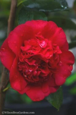 April Tryst Camellia Japonica - 3 Gallon Pot 11 April Tryst Camellia Japonica - 3 Gallon Pot -Garden Plant Seeds camellia april tryst 21