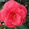 Arctic Rose Cold Hardy Red Camellia - 3 Gallon Pot 2 Arctic Rose Cold Hardy Red Camellia - 3 Gallon Pot -Garden Plant Seeds camellia arctic rose 1