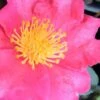 Autumn Rose Camellia - 3 Gallon Pot -Garden Plant Seeds camellia autumn rose 1