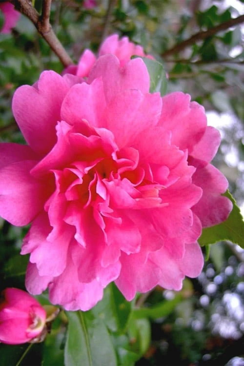 Autumn Spirit Camellia - Hybrid - 3 Gallon Pot 3 Autumn Spirit Camellia - Hybrid - 3 Gallon Pot
