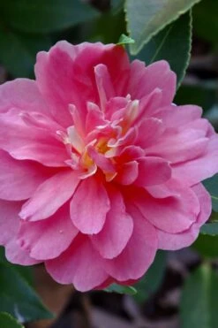 Autumn Spirit Camellia - Hybrid - 3 Gallon Pot 13 Autumn Spirit Camellia - Hybrid - 3 Gallon Pot -Garden Plant Seeds camellia autumn spirit 21