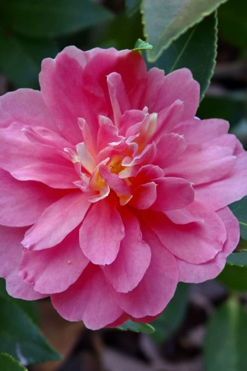 Autumn Spirit Camellia - Hybrid - 3 Gallon Pot 8 Autumn Spirit Camellia - Hybrid - 3 Gallon Pot - Image 6