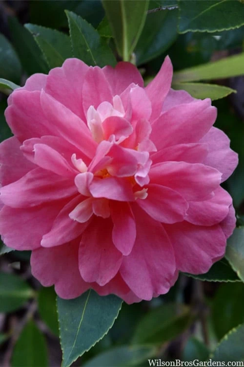 Autumn Spirit Camellia - Hybrid - 3 Gallon Pot 7 Autumn Spirit Camellia - Hybrid - 3 Gallon Pot - Image 5