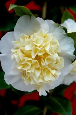 Brushfield Yellow Camellia Japonica - 1 Gallon Pot 11 Brushfield Yellow Camellia Japonica - 1 Gallon Pot -Garden Plant Seeds camellia brushfield yellow 25
