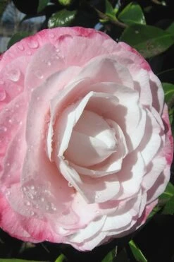 Desire Camellia Japonica - 1 Gallon Pot -Garden Plant Seeds camellia desire 2