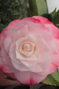 Desire Camellia Japonica - 1 Gallon Pot -Garden Plant Seeds camellia desire 3