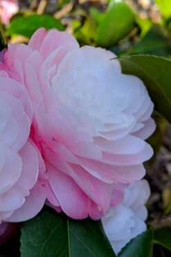 Guest Star Camellia Japonica - 3 Gallon Pot -Garden Plant Seeds camellia guest star 2