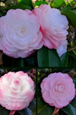 Guest Star Camellia Japonica - 1 Gallon Pot -Garden Plant Seeds camellia guest star 3 1