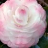 Guest Star Camellia Japonica - 1 Gallon Pot 2 Guest Star Camellia Japonica - 1 Gallon Pot -Garden Plant Seeds camellia guest star 7 1