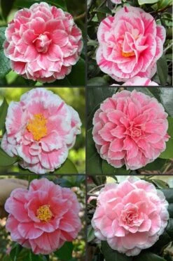 Brilliant Gem Fragrant Camellia Japonica - Herme - 3 Gallon Pot -Garden Plant Seeds camellia herrmes 1 1