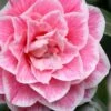 Brilliant Gem Fragrant Camellia Japonica 'Herme' - 1 Gallon Pot 2 Brilliant Gem Fragrant Camellia Japonica 'Herme' - 1 Gallon Pot -Garden Plant Seeds camellia herrmes 5