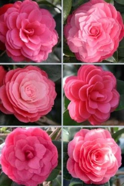April Kiss Pink Double Flowered Camellia Japonica - 1 Gallon Pot -Garden Plant Seeds camellia japonica april kiss 102