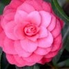 April Kiss Pink Double Flowered Camellia Japonica - 1 Gallon Pot -Garden Plant Seeds camellia japonica april kiss 104