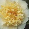 Jury's Yellow Camellia - 1 Gallon Pot -Garden Plant Seeds camellia japonica jurys yellow 100