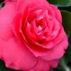 Rose Dawn Camellia Japonica - 3 Gallon Pot -Garden Plant Seeds camellia japonica rose dawn 23