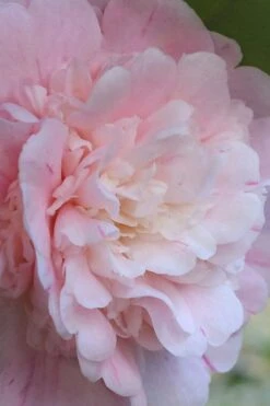 Thompsonii Camellia Japonica - 1 Gallon Pot -Garden Plant Seeds camellia japonica thompsonii 2