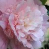 Thompsonii Camellia Japonica - 1 Gallon Pot 1 Thompsonii Camellia Japonica - 1 Gallon Pot -Garden Plant Seeds camellia japonica thompsonii 3