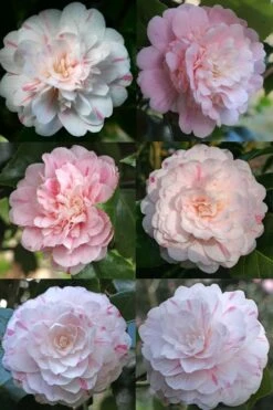 Thompsonii Camellia Japonica - 1 Gallon Pot -Garden Plant Seeds camellia japonica thompsonii 4