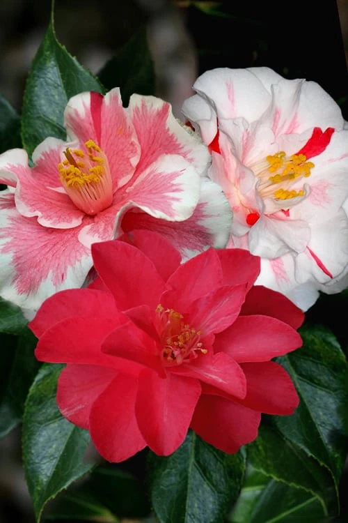 Lady Vansittart Multicolor Camellia Japonica - 2 Gallon Pot 3 Lady Vansittart Multicolor Camellia Japonica - 2 Gallon Pot