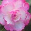 Leslie Ann Camellia Sasanqua - 1 Gallon Pot -Garden Plant Seeds camellia leslie ann 12