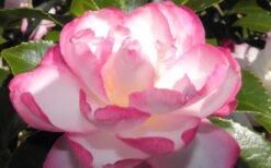 Leslie Ann Camellia Sasanqua - 1 Gallon Pot -Garden Plant Seeds camellia leslie ann 13