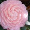 Otome Pink Camellia Japonica - 3 Gallon Pot -Garden Plant Seeds camellia otome