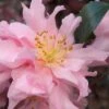 Pink Snow Camellia Sasanqua - 3 Gallon Pot 1 Pink Snow Camellia Sasanqua - 3 Gallon Pot -Garden Plant Seeds camellia pink snow 1