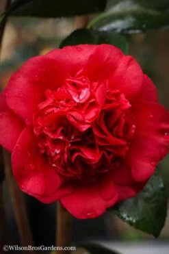 Professor Sargent Camellia Japonica - 7 Gallon Pot (3-4') 11 Professor Sargent Camellia Japonica - 7 Gallon Pot (3-4') -Garden Plant Seeds camellia professor sargent 20