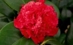 Professor Sargent Camellia Japonica - 7 Gallon Pot (3-4') 12 Professor Sargent Camellia Japonica - 7 Gallon Pot (3-4') -Garden Plant Seeds camellia professor sargent bloom