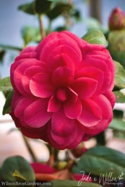 Purple Dawn Camellia Japonica - 1 Gallon Pot -Garden Plant Seeds camellia purple dawn jw 1