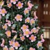 Maggie's Pink Camellia - 3 Gallon Pot -Garden Plant Seeds camellia sasanqua maggies pink 7