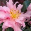 Pink Snow Camellia Sasanqua - 7 Gallon Pot (3-4') -Garden Plant Seeds camellia sasanqua pink snow 101