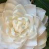 Sea Foam White Camellia Japonica - 1 Gallon Pot 1 Sea Foam White Camellia Japonica - 1 Gallon Pot -Garden Plant Seeds camellia sea foam 1