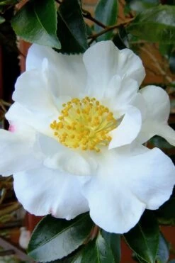 Setsugekka Fragrant Camellia Sasanqua - 7 Gallon Pot -Garden Plant Seeds camellia setsugekka 3