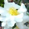 Setsugekka Fragrant Camellia Sasanqua - 3 Gallon Pot 1 Setsugekka Fragrant Camellia Sasanqua - 3 Gallon Pot -Garden Plant Seeds camellia setsugekka 4 1