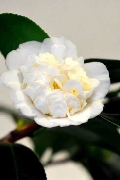 Shiro Karako White Camellia Rusticana - 3 Gallon Pot -Garden Plant Seeds camellia shiro karako 1
