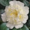 Shiro Karako White Camellia Rusticana - 3 Gallon Pot -Garden Plant Seeds camellia shiro karako 2