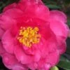 Shishi Gashira Dwarf Camellia Sasanqua - 2 Gallon Pot -Garden Plant Seeds camellia shishi gashira 25