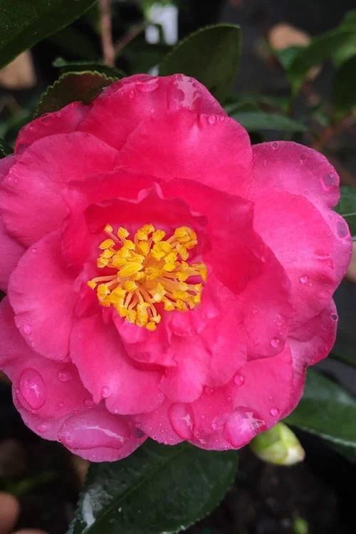 Shishi Gashira Dwarf Camellia Sasanqua - 2 Gallon Pot 3 Shishi Gashira Dwarf Camellia Sasanqua - 2 Gallon Pot