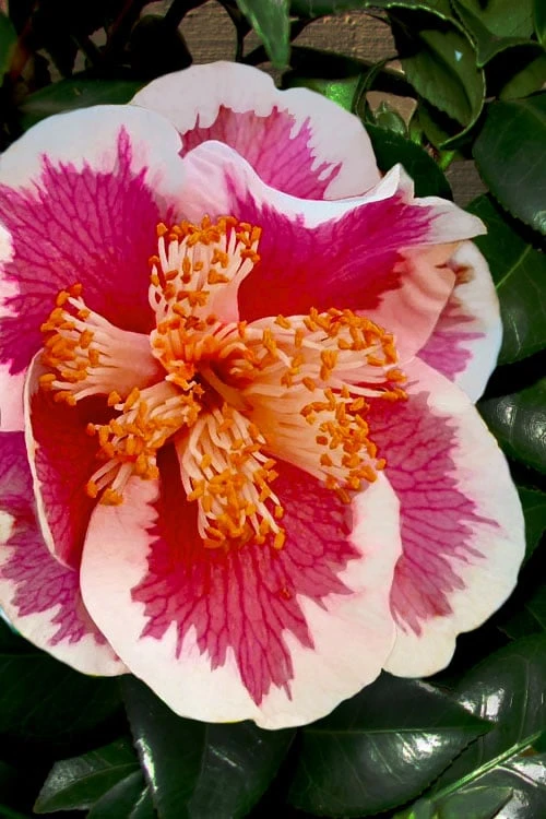 Spring Circus Camellia Japonica - 1 Gallon Pot 3 Spring Circus Camellia Japonica - 1 Gallon Pot