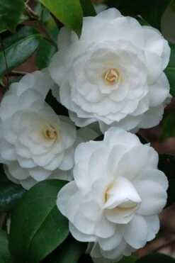 White By The Gate Camellia Japonica - 3 Gallon Pot -Garden Plant Seeds camellia white by the gate 1
