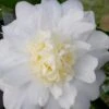 Winter's Snowman Camellia Hybrid - 5 Gallon Pot 1 Winter's Snowman Camellia Hybrid - 5 Gallon Pot -Garden Plant Seeds camellia winters snowman 106