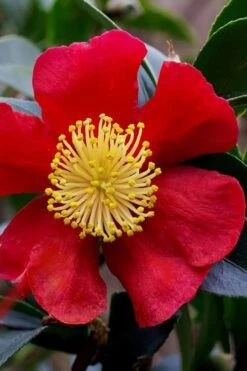 Yuletide Camellia Sasanqua - 1 Gallon Pot -Garden Plant Seeds camellia yuletide best