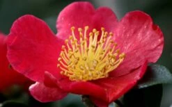 Yuletide Camellia Sasanqua - 1 Gallon Pot -Garden Plant Seeds camellia yuletide flower closeup